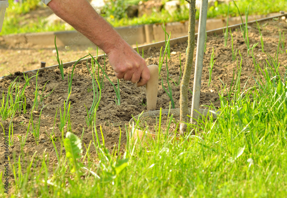Fototapeta premium Farmer hands planting vegetables