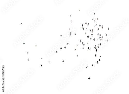 Flock of birds flying high, against a pale sky with a few clouds, isolated on white