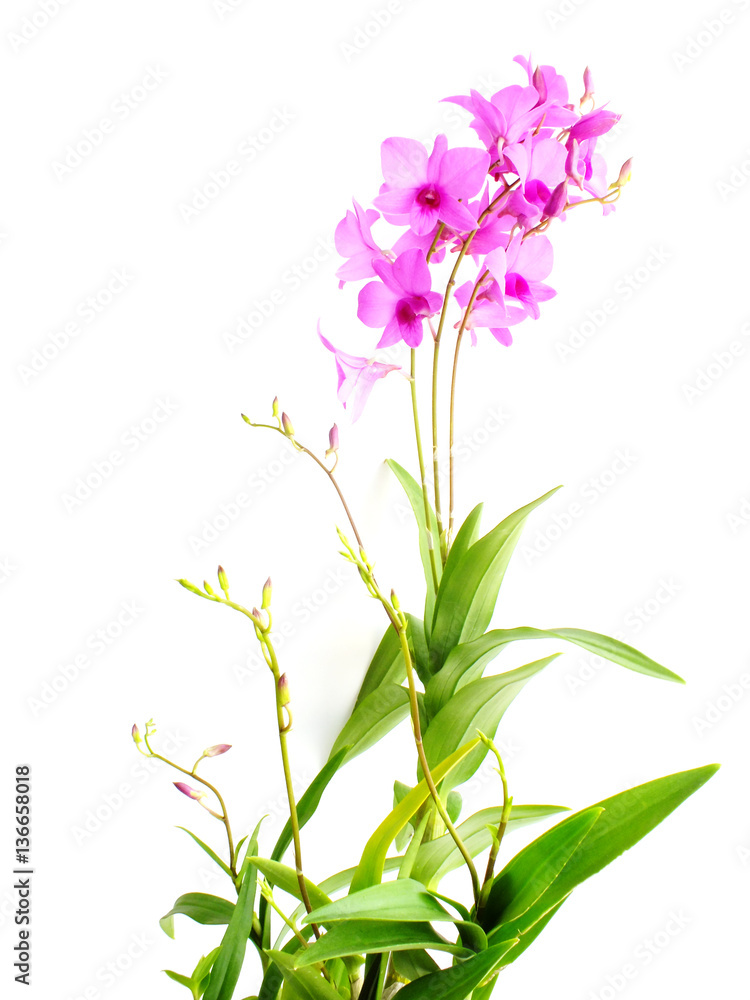 beautiful pink orchid flower bud isolated on white background beautiful pink orchid flower bud isolated on white background