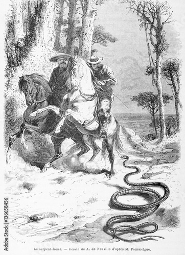 Illustration / Serpent fouet