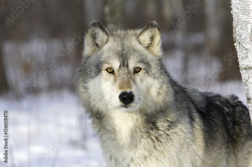 Canis lupus   Loup commun