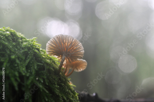 Little white mushrooms grow from moss with beautiful backlight 