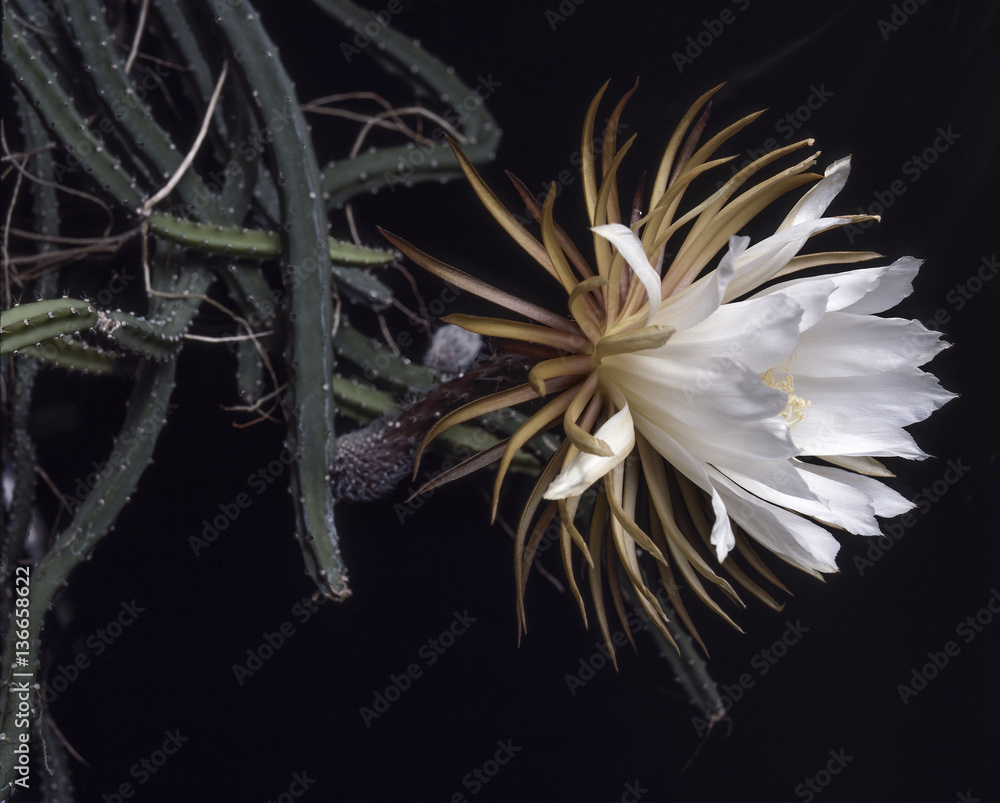 Selenicereus grandiflorus / Reine de la nuit Stock Photo Adobe Stock