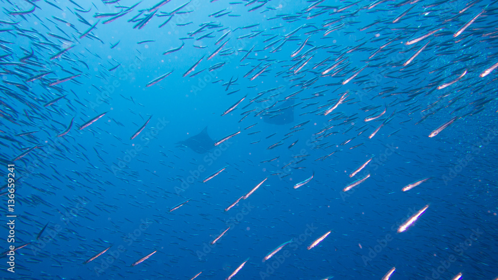 Two giant manta ray swimming past school of fish Two giant manta ray swimming past school of fish