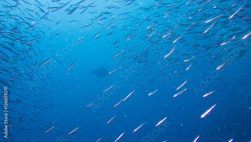 Two giant manta ray swimming past school of fish