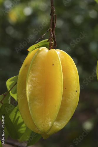 Averrhoa carambola / Carambolier / Carambole photo