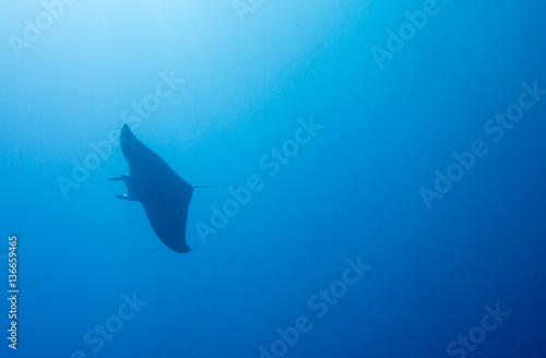 Giant manta ray swimming alone in ocean
