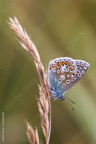 Common Blue photo