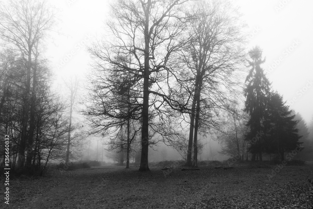 English woodland on a foggy misty morning English woodland on a foggy misty morning