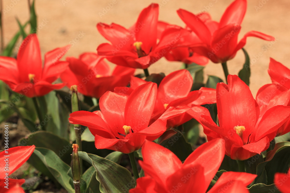 Fototapeta premium Botanical Garden 