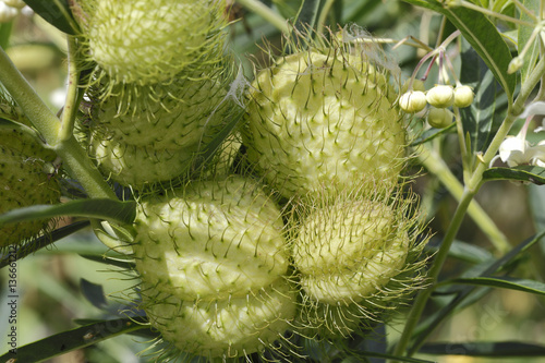 Asclepias physocarpa / Gomphocarpus physocarpus photo