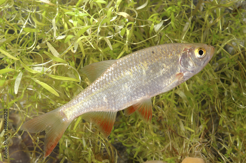 Scardinius erythrophthalmus / Gardon rouge