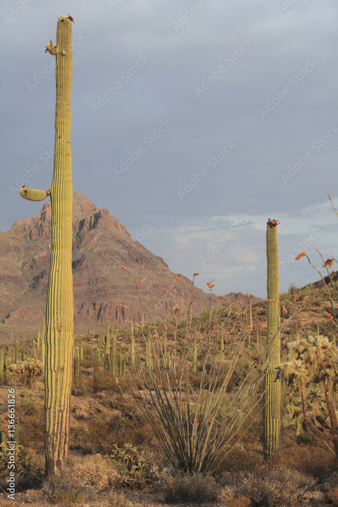 Carnegiea gigantea  / Saguaro