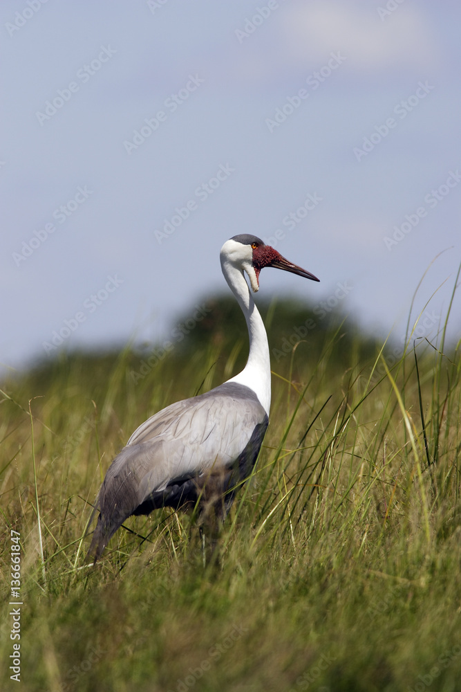 Grus carunculatus / Grue caronculee Grus carunculatus / Grue caronculee