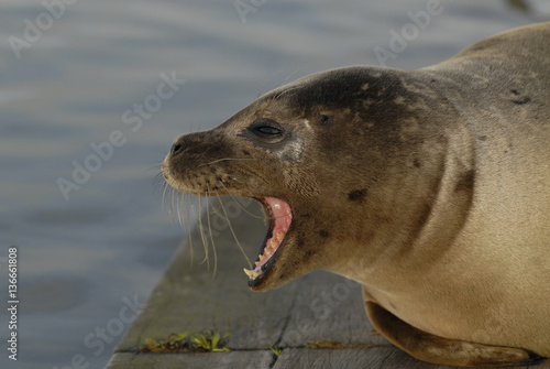 Phoca vitulina vitulina / Phoque veau marin de l'Atlantique