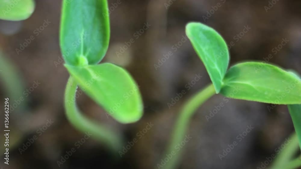 Growing Vegetables Pepper Plants Following Sun Growing Vegetables Pepper Plants Following Sun