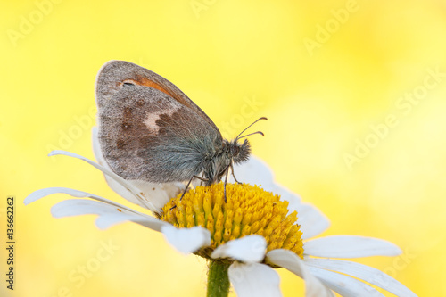 Schmetterling der Art „Kleines Wiesenvögelchen“ auf einer weißen Blüte photo