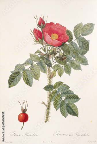 Illustration / Rosa rugosa / Rosier rugueux photo