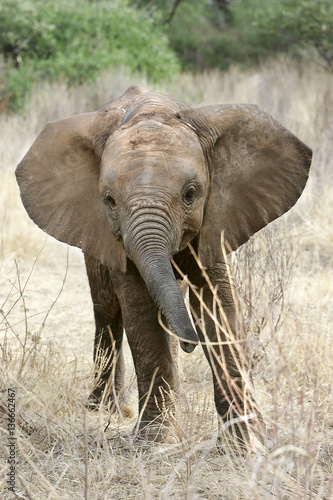 Loxodonta africana / Eléphant d'Afrique © PIXATERRA