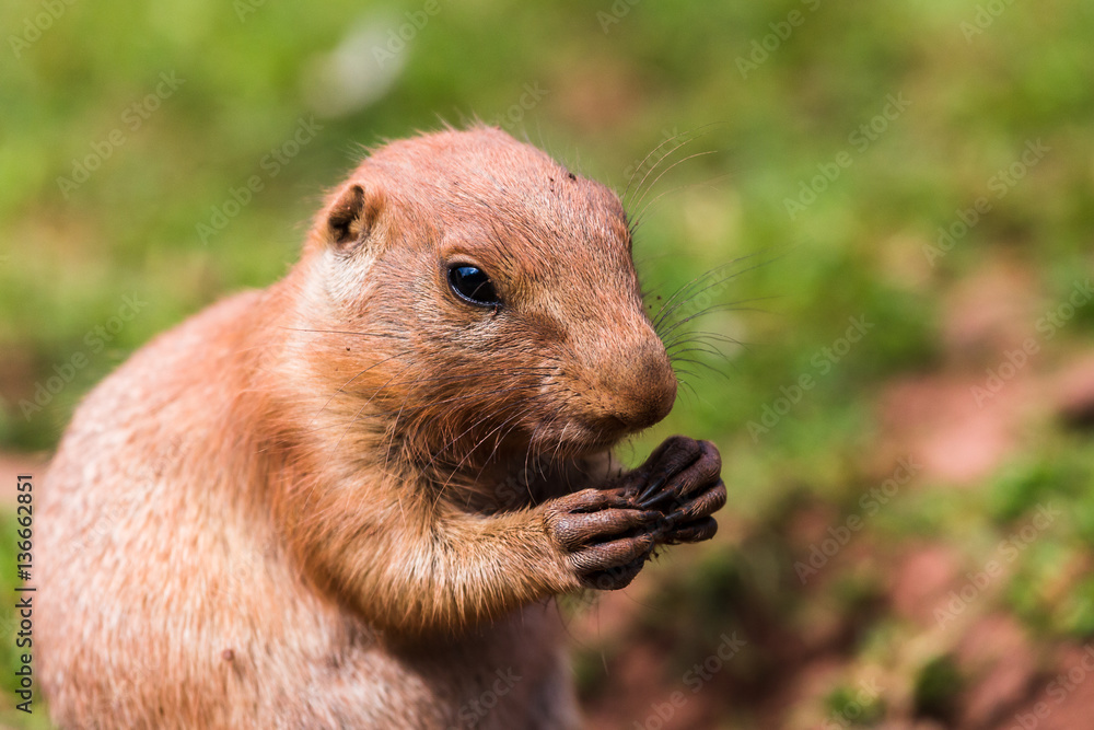 Prairie marmot feeding Prairie marmot feeding