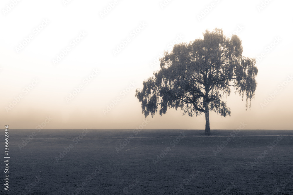 Obraz premium Isolated tree in a park under heavy fog