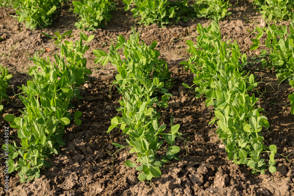 peas rows peas rows
