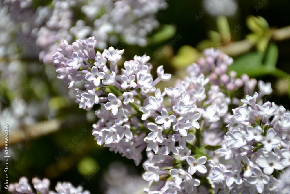 Details from lilac flowers and leaves Details from lilac flowers and leaves