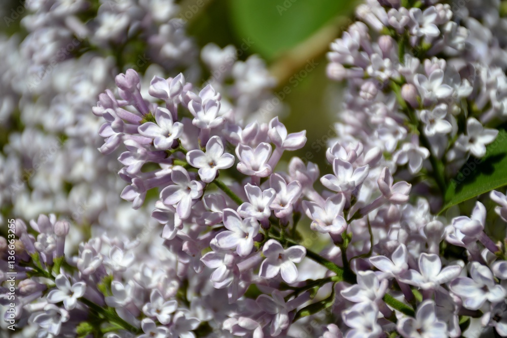 Details from lilac flowers and leaves