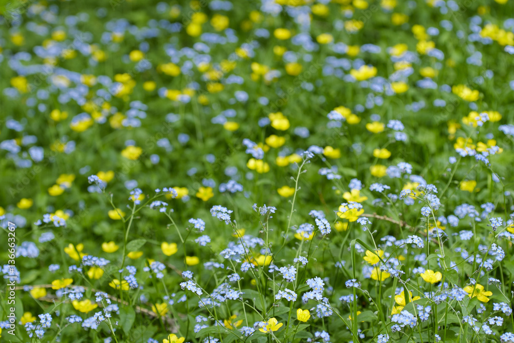 Myosotis sylvatica / Myosotis des bois / Myosotis des forêts Stock — free download