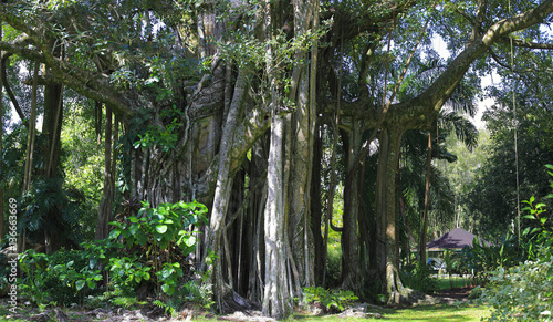 Ficus benghalensis / Figuier des Banyans / Banian © PIXATERRA
