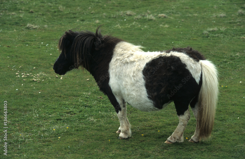 Poney des Shetland