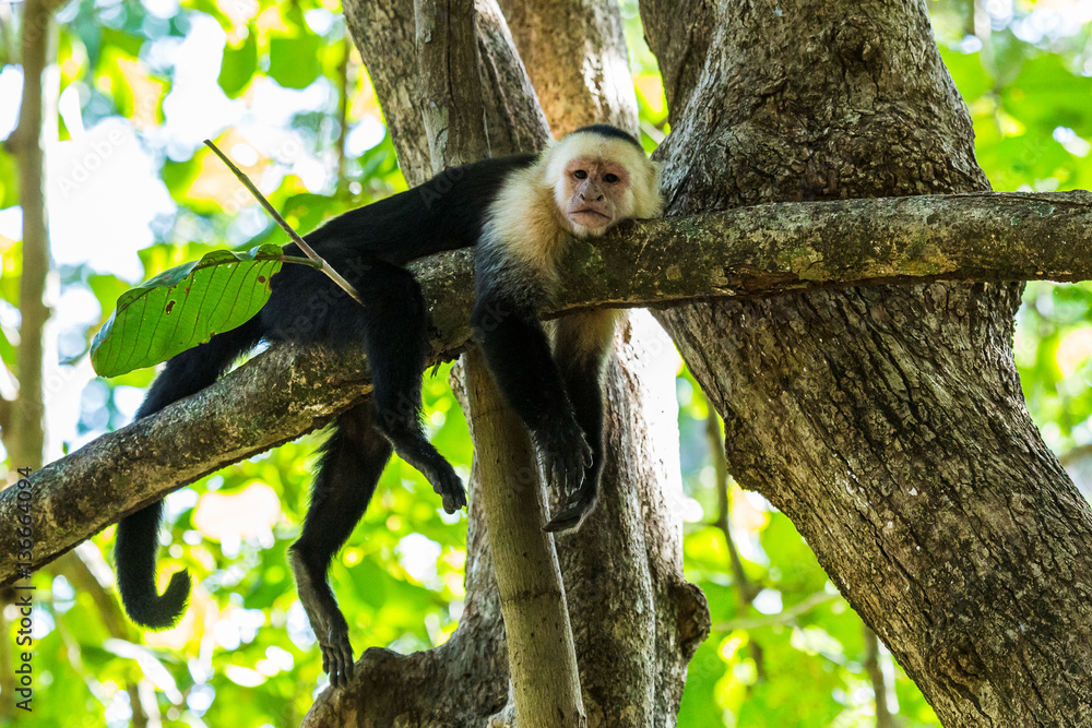 Naklejka premium White faced capuchin chills on a branch