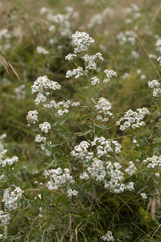 Achillea ptarmica / Achillée herbe à éternuer photo