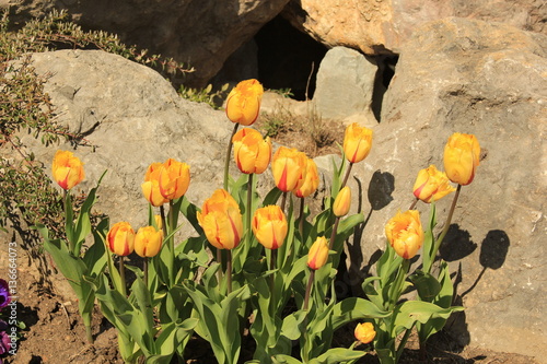 Ayvazovsky Garden photo