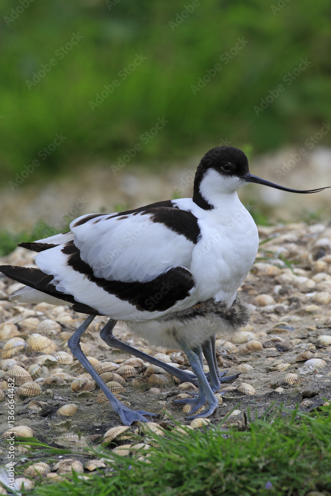 Recurvirostra avosetta / Avocette à nuque noire / Avocette élégante