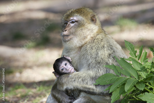 Macaca sylvanus   Magot   Macaque de Barbarie
