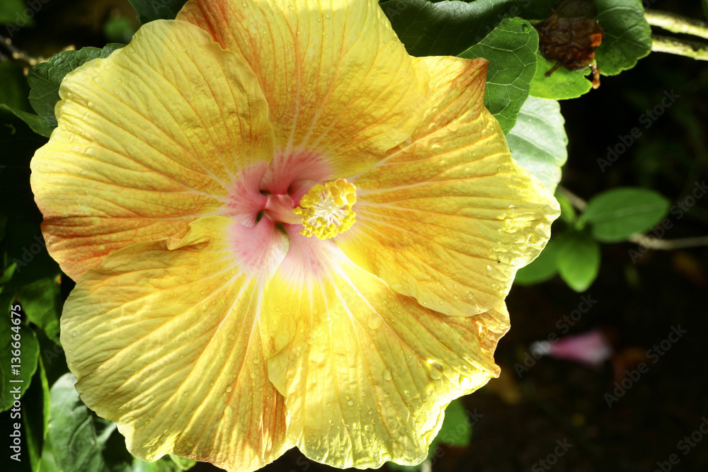 Hibiscus rosa sinensis / Hibiscus Hibiscus rosa sinensis / Hibiscus