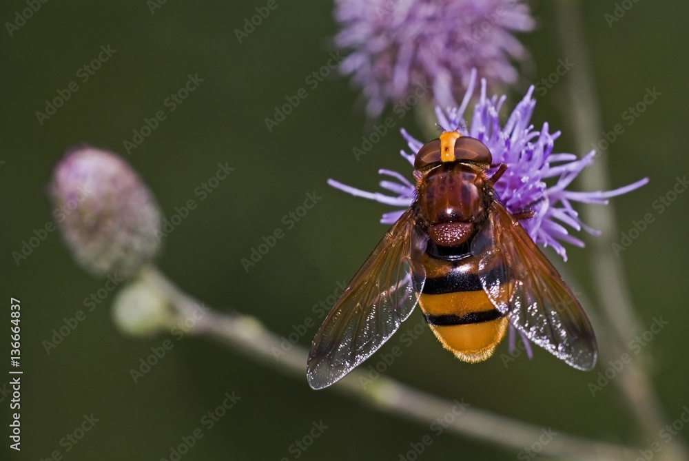 Volucella zonaria / Volucelle zonée Volucella zonaria / Volucelle zonée