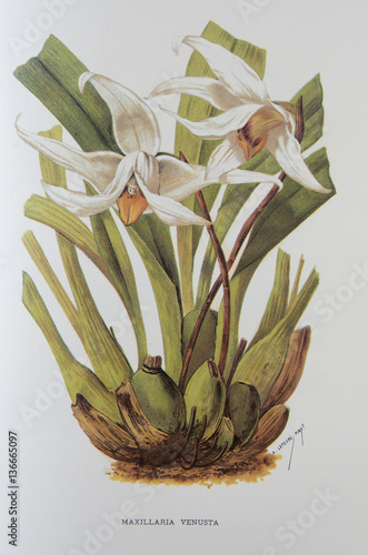Illustration / Maxillaria venusta