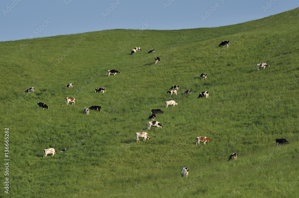 Obraz premium 牛の放牧