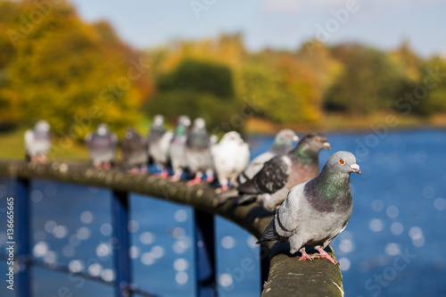 Row of pigeons photo