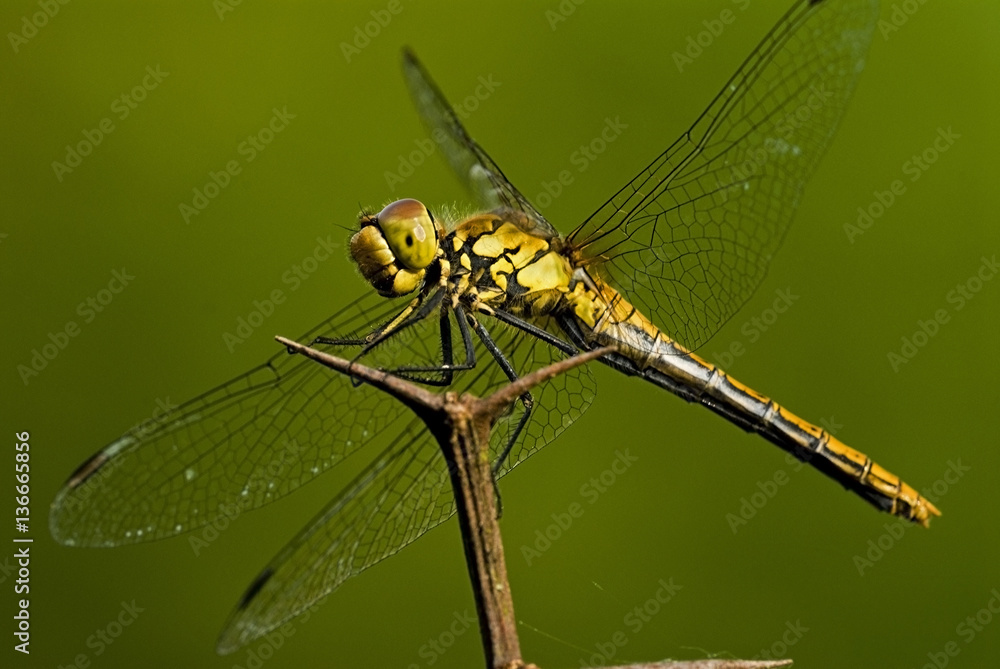 Sympetrum sanguineum / Sympétrum rouge sang Sympetrum sanguineum / Sympétrum rouge sang
