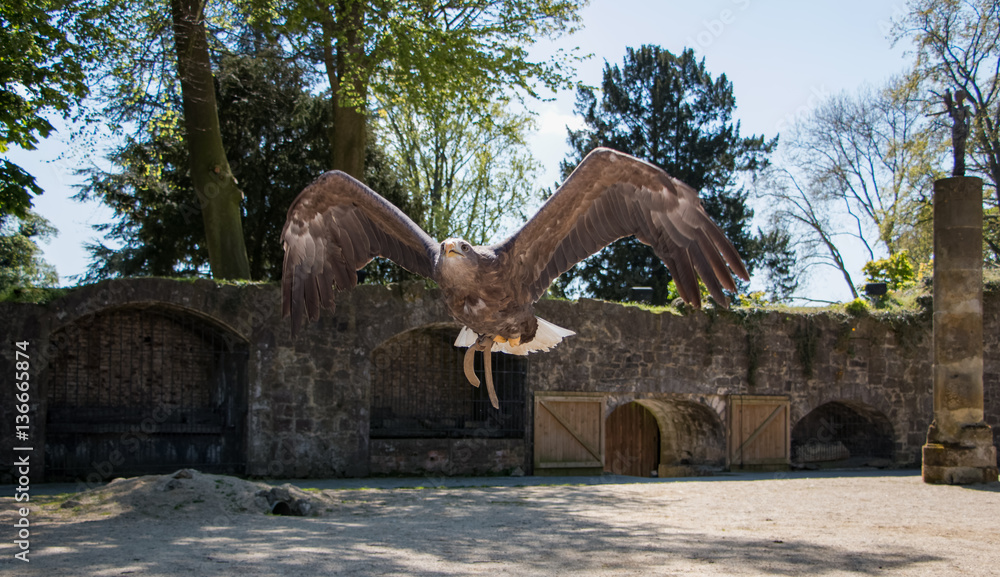 Fototapeta premium Aigle en plein vol