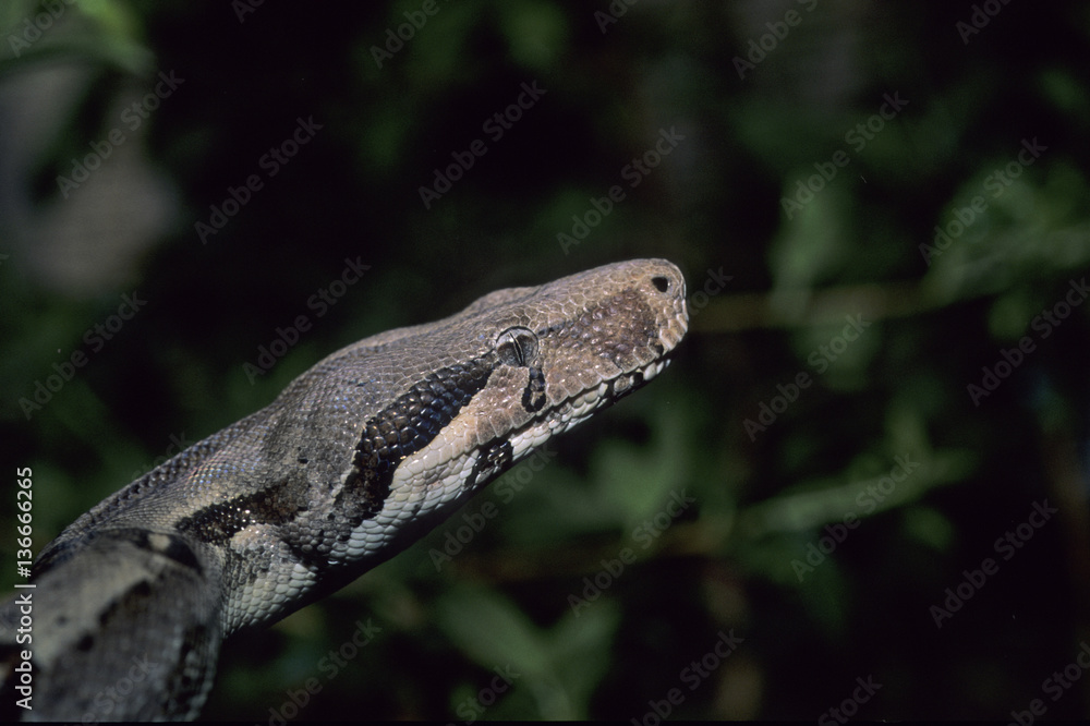 Naklejka premium Boa constrictor / Boa constricteur