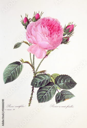Rosa centifolia / Rose à cent feuilles