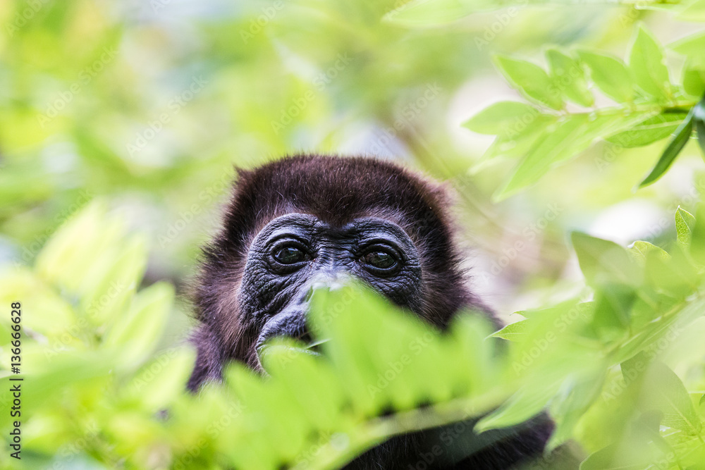 Fototapeta premium Portrait of a howler monkey