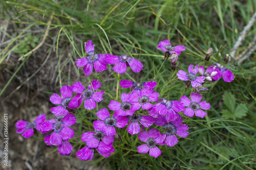 Dianthus pavonius   Oeillet n  glig     Oeillet oeil-de-paon