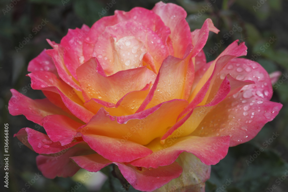 Rosa x / Rose 'Tropical Skies'