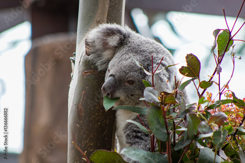 Photography Koala