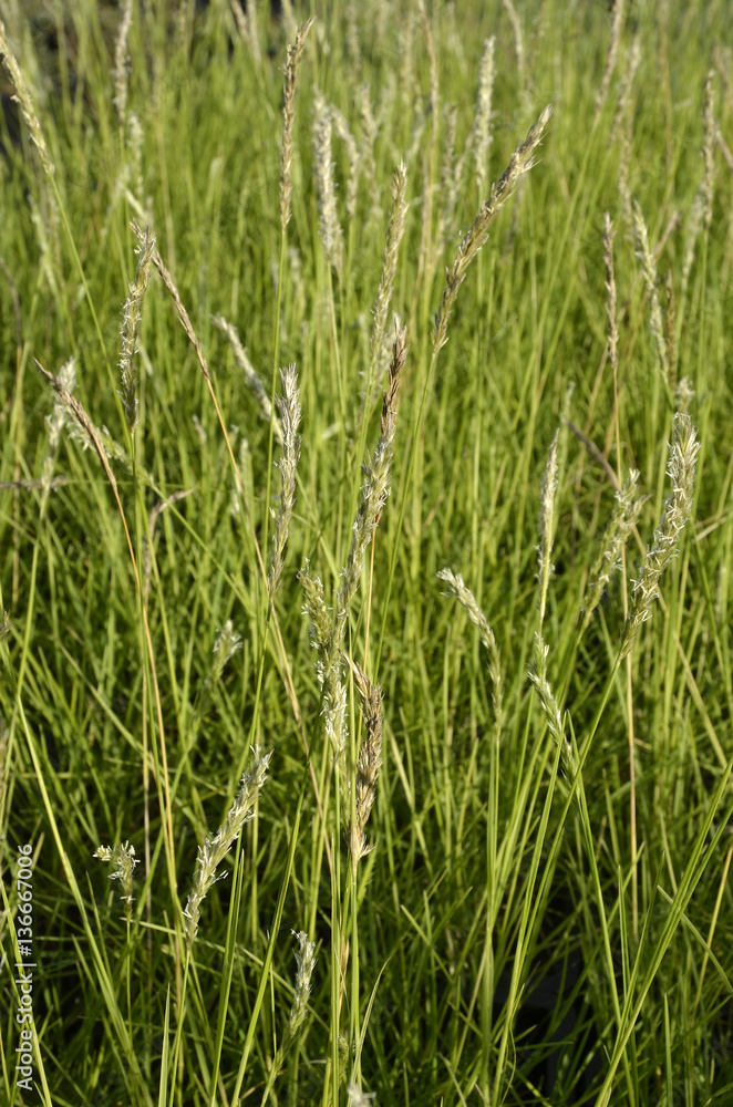 Sesleria autumnalis / Seslérie d'automne Sesleria autumnalis / Seslérie d'automne